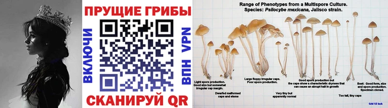 Псилоцибиновые грибы Magic Shrooms  Купить где  Очёр 